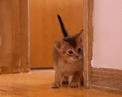 We did not find results for: 25 Gambar Gif Lucu Kucing Kumpulan Gambar Lucu