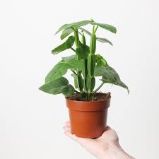 Image result for Cissus