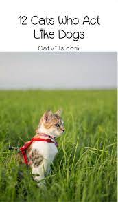 Pin On Pet Products Recipes Crafts