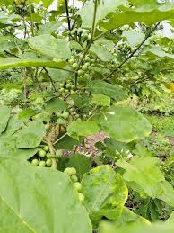 Image result for Solanum torvum