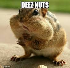 Deez Nuts Squirrel Funny Animals Animal Memes Animals