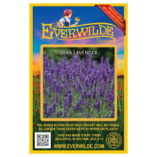 Image result for Lavandula angustifolia Vera