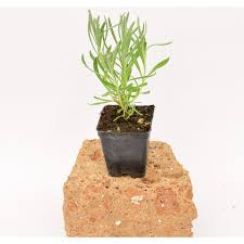 Vendita online pianta della portulaca oleracea. Vendita Pianta Lavanda Piante Aromatiche Online Vivaio Mondo Piante