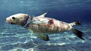 Pin By Valentina Petrova On Save Our Oceans In 2020 Ocean Pollution Save Our Oceans Pollution