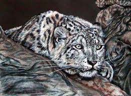 My Colored Pencil Snow Leopard Drawing Snow Leopard Drawing Leopard Drawing Snow Leopard