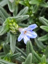 Image result for Chenolea diffusa