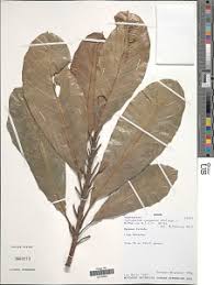 Image result for Synsepalum revolutum