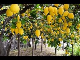 It is time to start your own orchard. Lemon Farming Step By Step Guide To Growing Lemon Tree