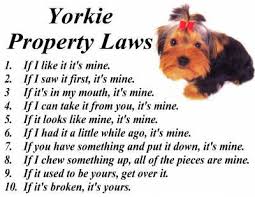 Jackson is the state capital and largest city. Ms Yorkies For Sale Mississippi Yorkie Dog Breeders Ms Yorkie Puppies For Sale