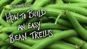 The term bush/dwarf bean or pea means the plant. How To Build An Easy Bean Trellis Farming Gardening Lesson Revolutionary Roots Youtube
