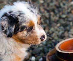 How To Create A Puppy Feeding Schedule