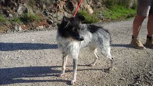 Adana Estepona Dog Awaiting Adoption Female Collie Cross Sacha Dog Adoption Dogs Spanish Water Dog