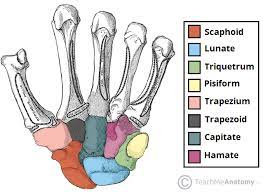 The carpal bones are the eight small bones that make up the wrist (or carpus) that connects the hand to the forearm. Bones Of The Hand Carpals Metacarpals Phalanges Teachmeanatomy