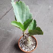 Image result for Cyphostemma jaegeri