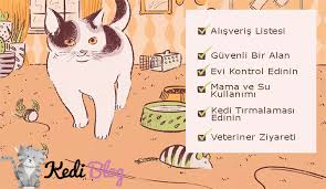 Yeni Kedi Sahiplenme Rehberi Ilk Defa Kedi Sahipleneceklerin Bilmesi Gerekenler