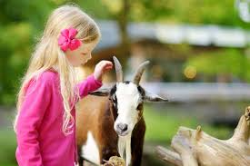 Iowa, illinois, wisconsin, indiana, missouri, michigan. Clinton Has A New Petting Zoo Wlen Fm Radio 103 9