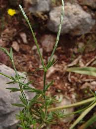 Image result for Leptactina platyphylla