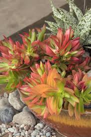 Image result for Crassula capitella