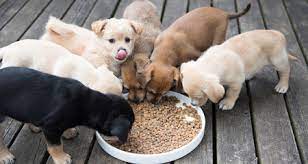 How To Feed Puppies Petcoach