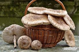 Psilocybin mushrooms, commonly known as magic mushrooms, mushrooms or shrooms, are a polyphyletic, informal group of fungi that contain psilocybin which turns into psilocin upon ingestion. Diese Essbaren Pilze Sind Leicht Zu Sammeln Und Schmecken Gut
