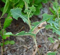 Image result for Lactuca glandulifera