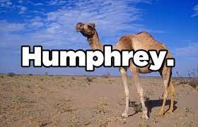 But they just drink enough to restore the normal an additional function of the hump is possibly to insulate the camel from solar radiation. 23 Jokes So Stupid They Re Actually Really Funny Really Funny Jokes Love Quotes Funny