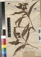 Image result for Commelina bracteosa