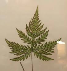 Image result for Doryopteris concolor