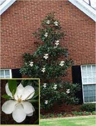 Little Gem Magnolia Magnolia Trees Garden Landscape Design Beautiful Yards
