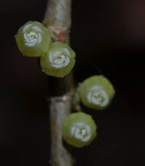 Image result for Rinorea