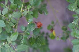 Image result for Cardiospermum corindum