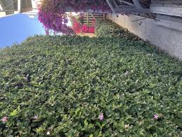 Image result for Grewia trichocarpa