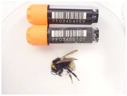 Image result for Bombus vestalis