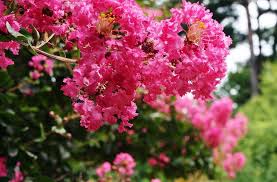 Crape Myrtles What You Need To Know About These Summer Bloomers