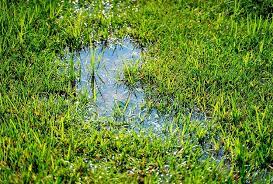 While you can treat symptoms of a disease or pest infestation, the problem may return if you don't use the proper solution. How To Save A Dying Tree Easy Tree Health Success Worst Room