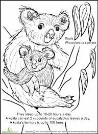 Color And Learn Koala Worksheet Education Com Bear Coloring Pages Coloring Pages Free Coloring Pages