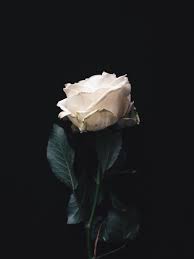 Danielodowd Alexitimiatom With Images Flowers Alice S Adventures In Wonderland White Roses