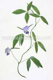 Image result for Vigna mildbraedii