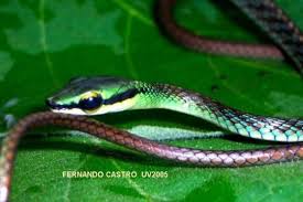 Image result for Coelorachis lepidura