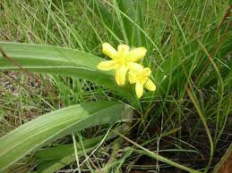 Image result for Ascolepis capensis