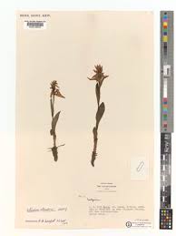 Image result for Satyrium trinerve