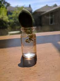 Cacti have a wide, shallow root system to maximize water collection in their natural habitat. Water Root Propagation For Succulents Can You Root Succulents In Water