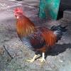 Different roosters will have different crowing tendencies, so while one rooster may crow constantly, the other may only crow once in a while. 1