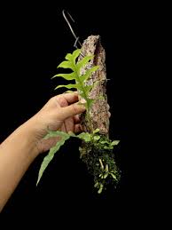 Image result for Drynaria volkensii