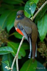 Black Bird With Orange Belly In Georgia Female Orange Bellied Trogon Beautiful Birds Most Beautiful Birds Audubon Birds