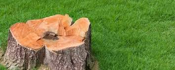 Removing a tree in des moines is not as simple as merely grabbing a chainsaw and felling a tree. Get A Free Quote Des Moines Stump Grinding