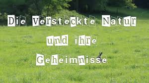 Bildergebnis für Teletubbieland