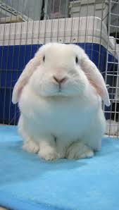 Black And White Spotted Rabbit Breeds Holland Lop Blue Eyed White Rabbit Usa Cute Bunny Fluffy Bunny Cute Animals