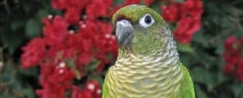 Greek-Cheeked Conure (Green-Cheeked Parakeet) — Full Profile, History, And  Care