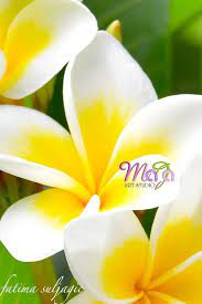 In Persian The Name Is Yas Or Yasmin In India The Name Is Champa Or Chafa In Telugu Deva Ganneru Divine Neri Flowering Trees Plumeria Frangipani